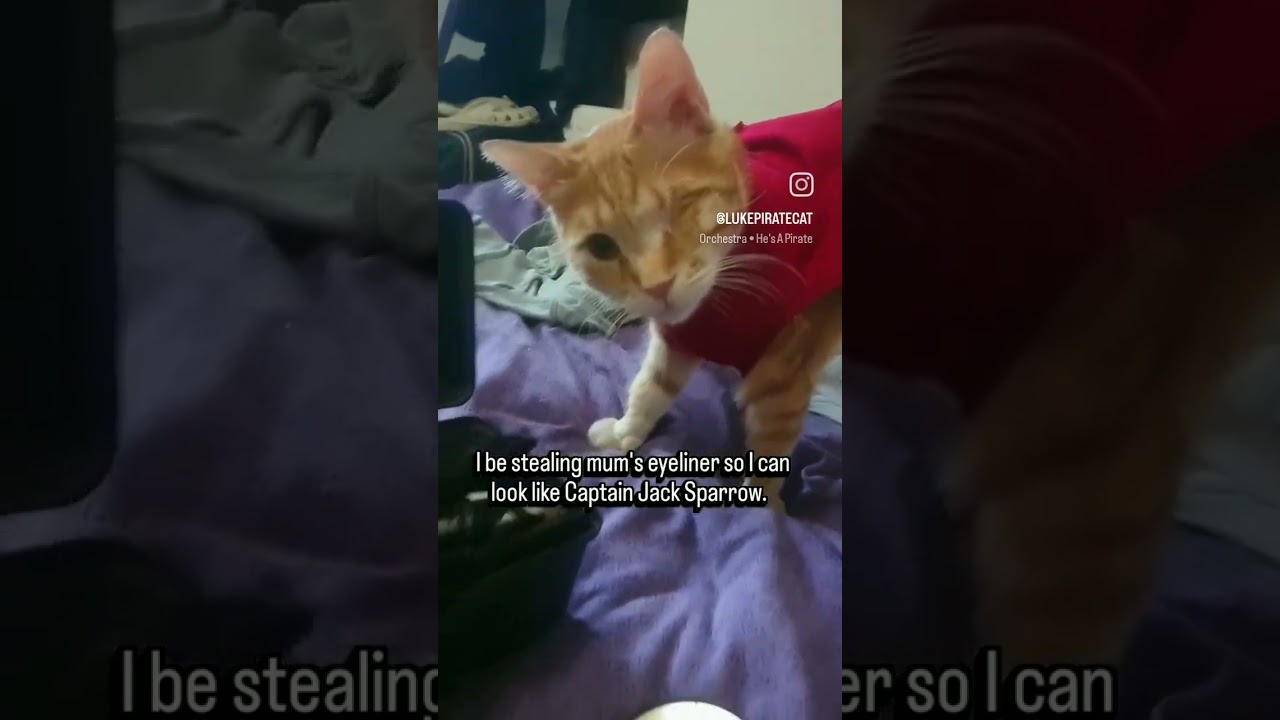 Our one-eyed orange cat is raiding mum's makeup. 