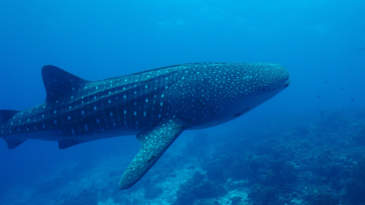 Tubbataha - Narayana liveaboard - April 2016
