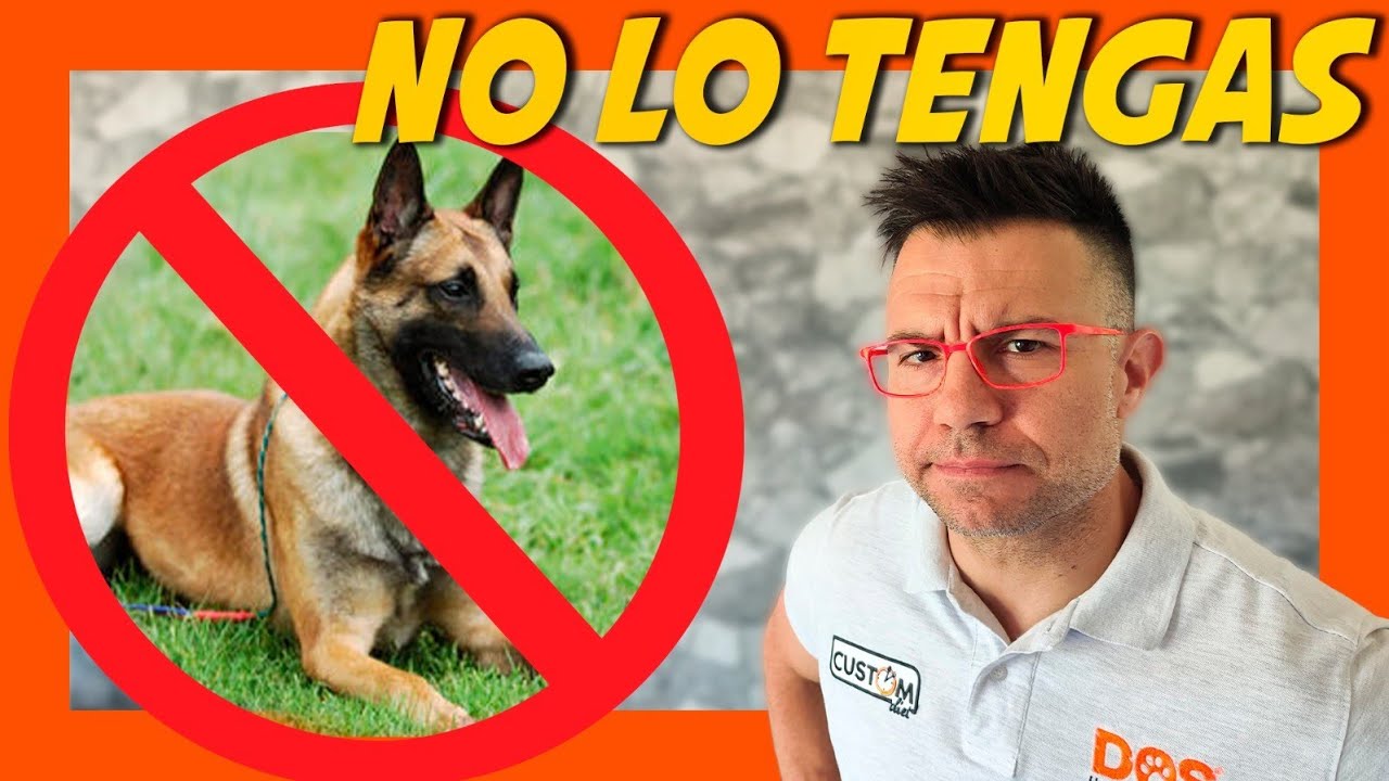 PASTOR BELGA MALINOIS, el perro que no debes tener (y por qu&eacute;) 🤔