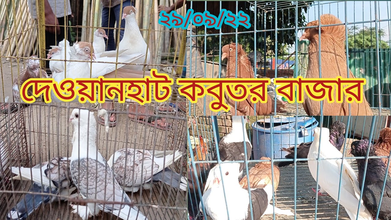 দেওয়ানহাট কবুতর বাজার সীমিত দামে কবুতর কিনুন।Chittagong dewanhaat  pigeon market in Bangladesh🌹🌹