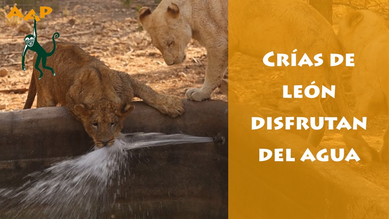Las cr&iacute;as de le&oacute;n, disfrutan de un refrescante momento en sus instalaciones exteriores- AAP