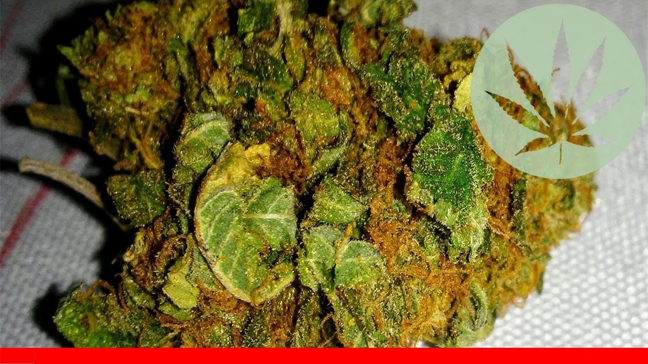 Hindu Kush - All About This Strain