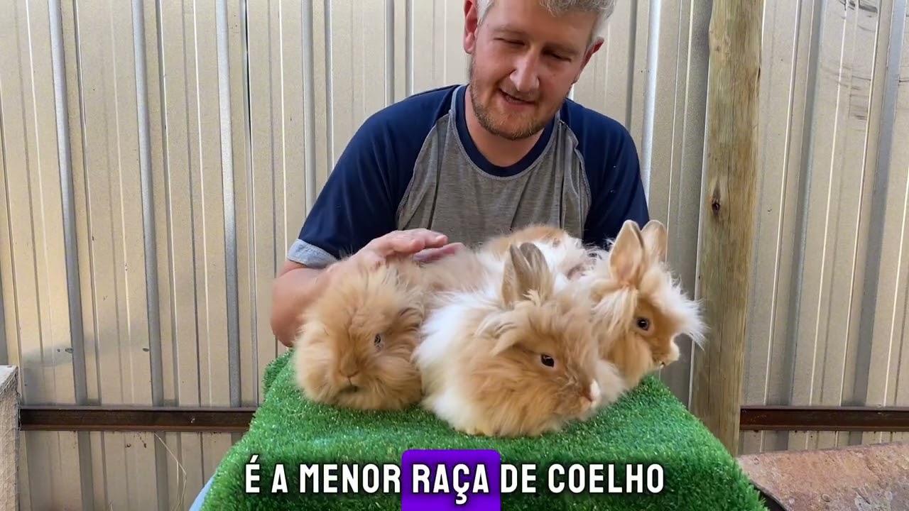 Coelhos disponíveis 27/03/2025
