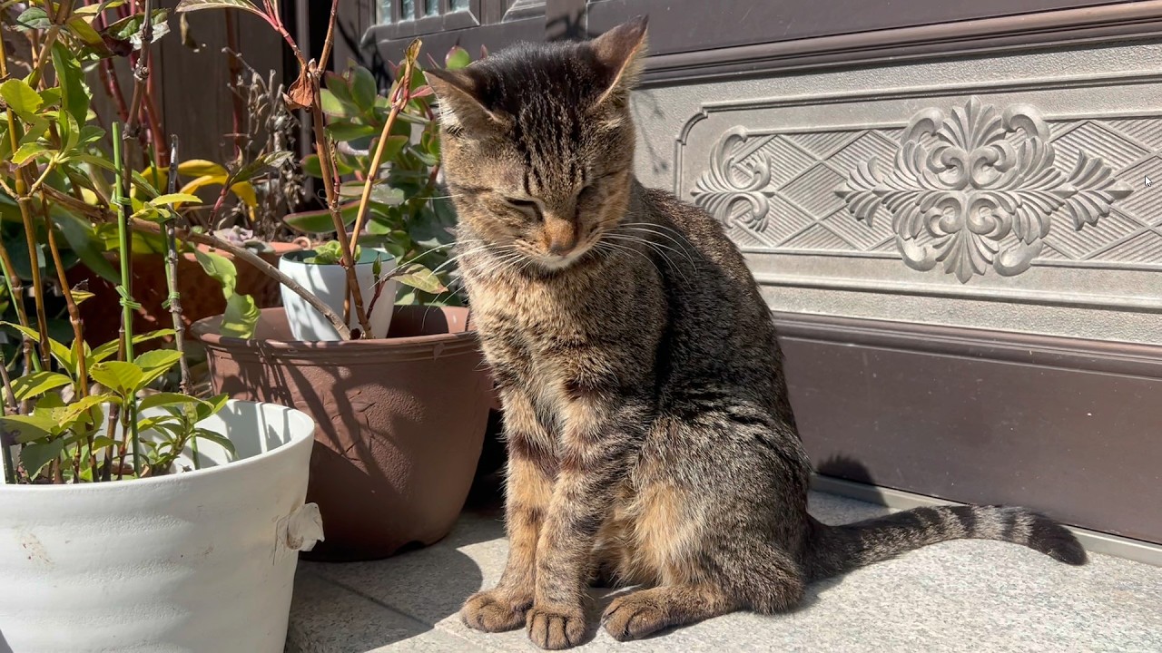 寒い冬を乗り越えて元気になってきた猫