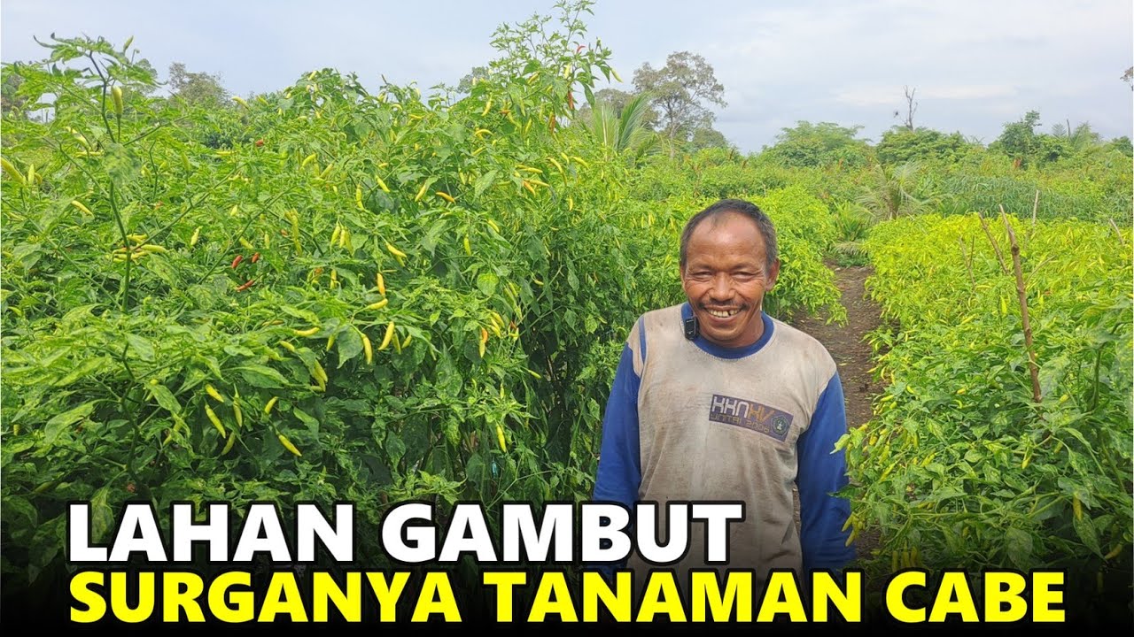 POHON CABE TINGGI DUA METER! SEMANGAT PAK SUROTO ASAL TRENGGALEK DI PEMUKIMAN TRANSMIGRASI