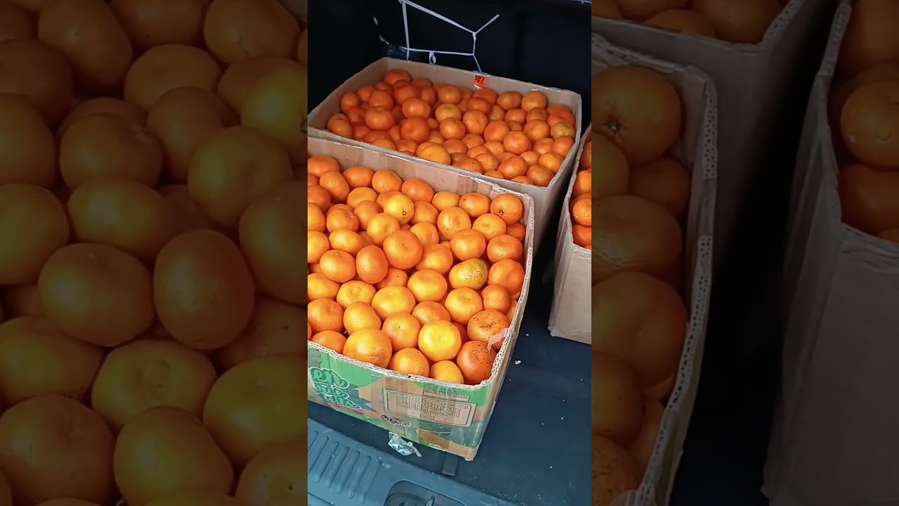 Astaranın Təngər&uuml;d kəndinə mandarin almağa getdik. #astara #lenkeran #mandalina #doğalyaşam #keşfet