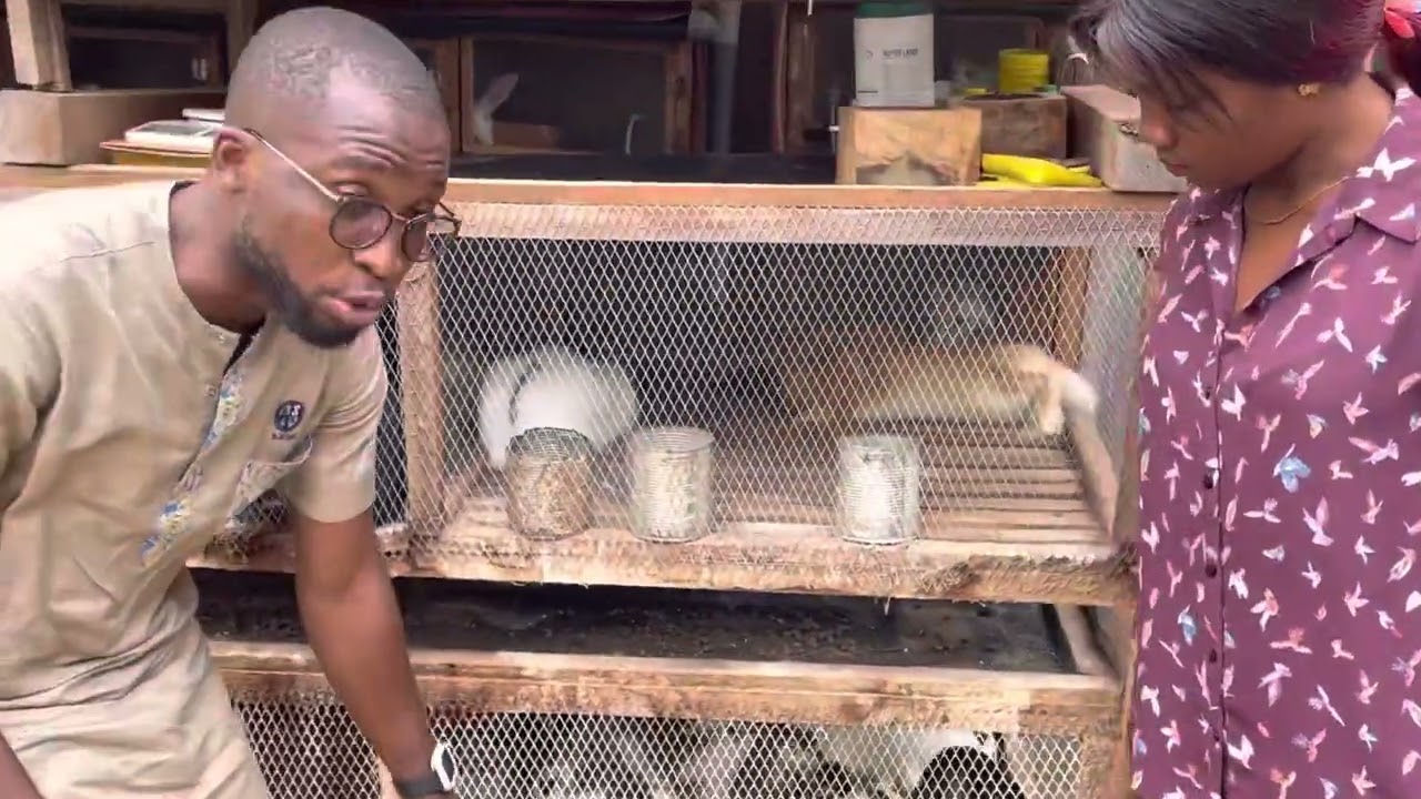 Cuniculture Cameroun 🇨🇲 Cages à étages : avantage ou inconvénient ???