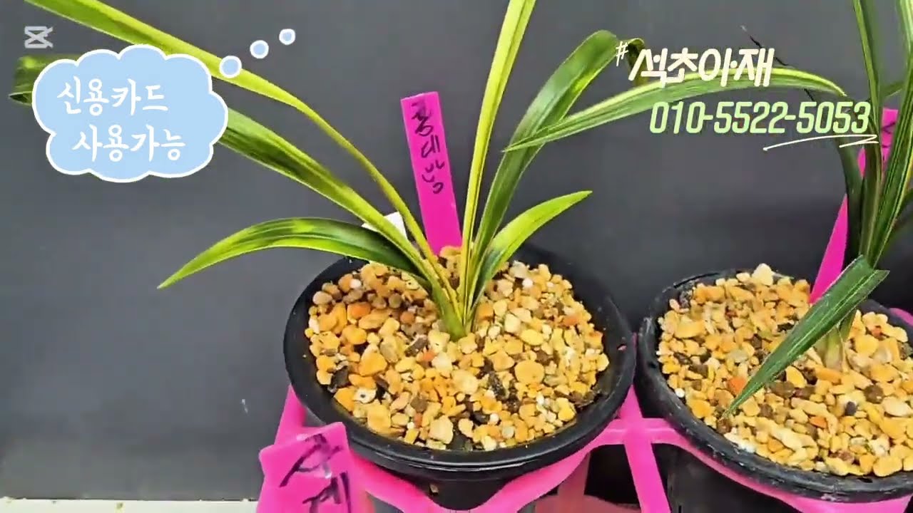 3월1일 난초 판매 영상