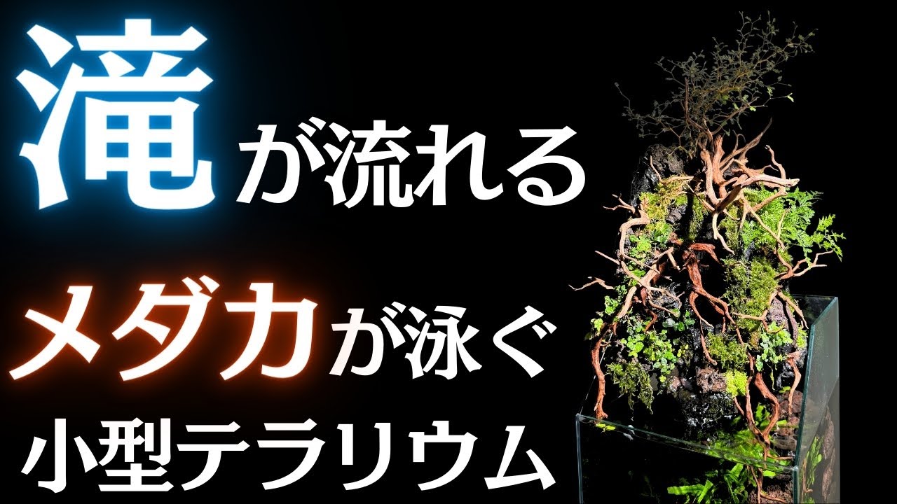【滝が流れるメダカ水槽】小型水槽でもこんなおしゃれにできます