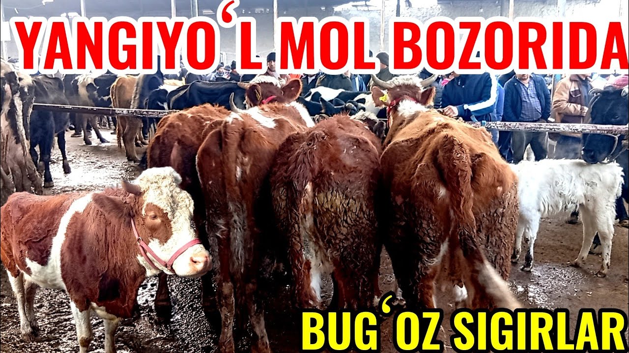 YANGIYOʻL MOL BOZORIDA BUGʻOZ SIGIRLAR NARXLARI BILAN TANISHAMIZ 🐄🐄