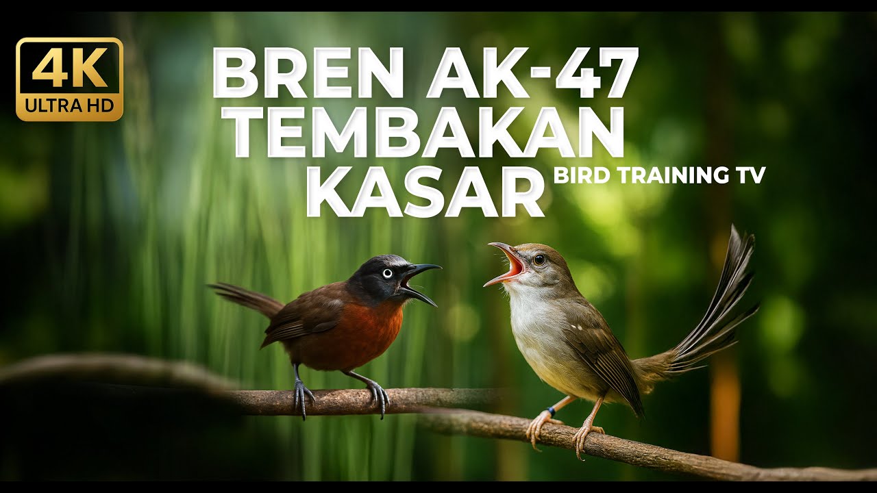 🔴 Live Masteran Ciblek Kristal Bren Ak-47 vs Tepus Kepala Abu Abu Gacor Panjang