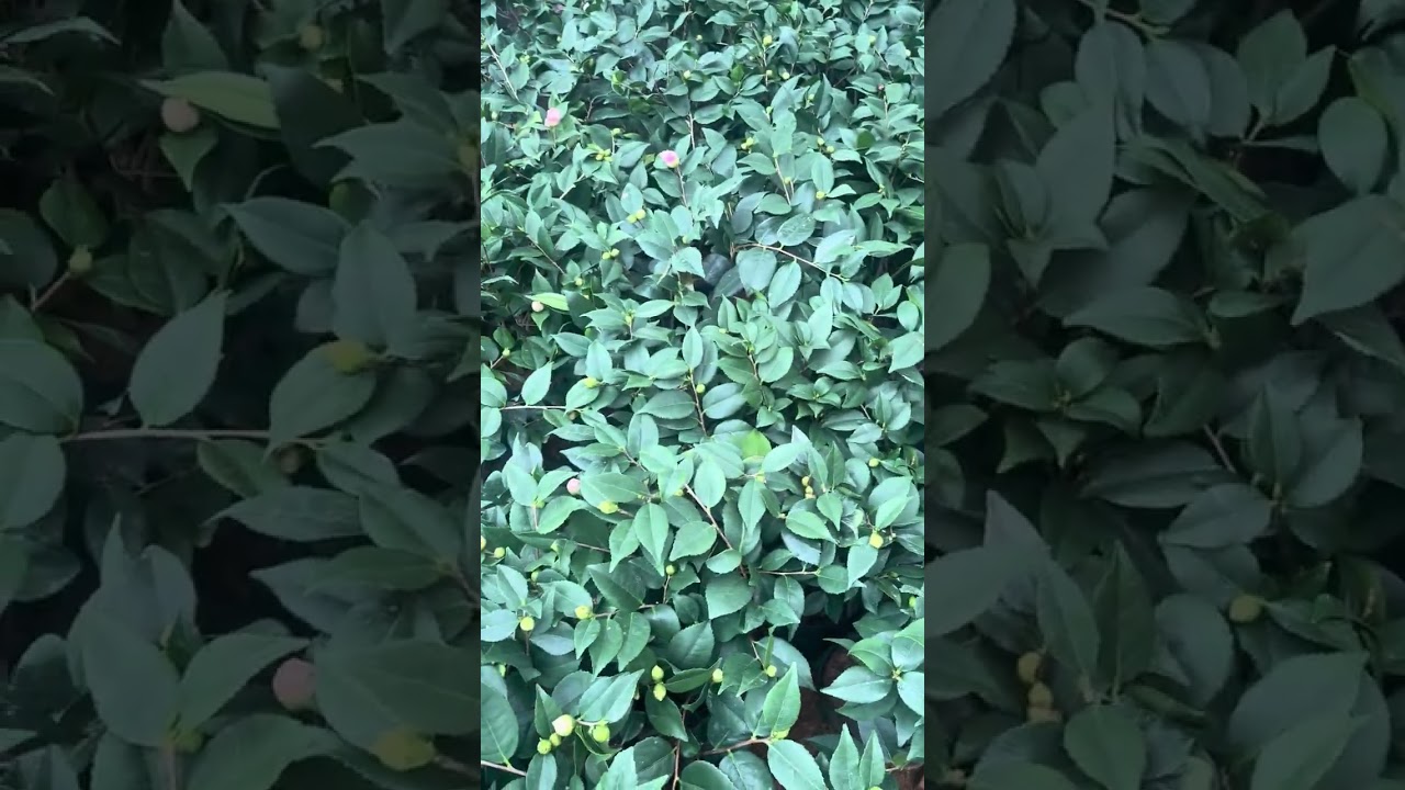 Trà My các giống đẹp giá tại vườn không ￼qua trung gian liên hệ0325718277