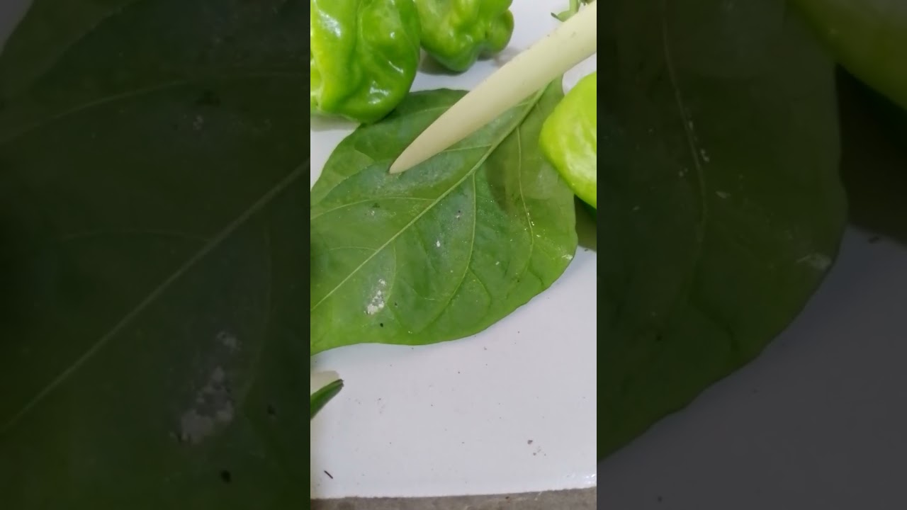 @lutte contre la mouche blanche sur les feuilles du PIMENT GÉANT TAATJENE