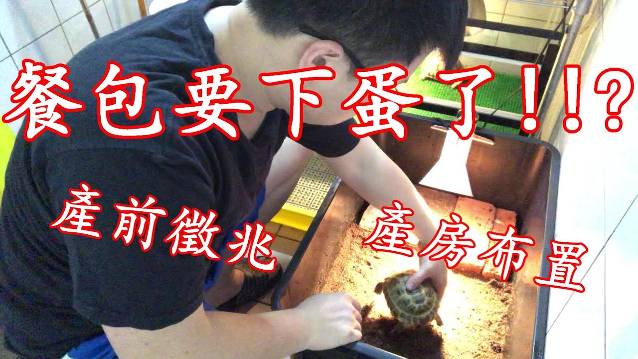 四指陸龜繁殖全紀錄EP.1(產前徵兆)(產房布置)九桃分享養爬蟲-《Reptiles》