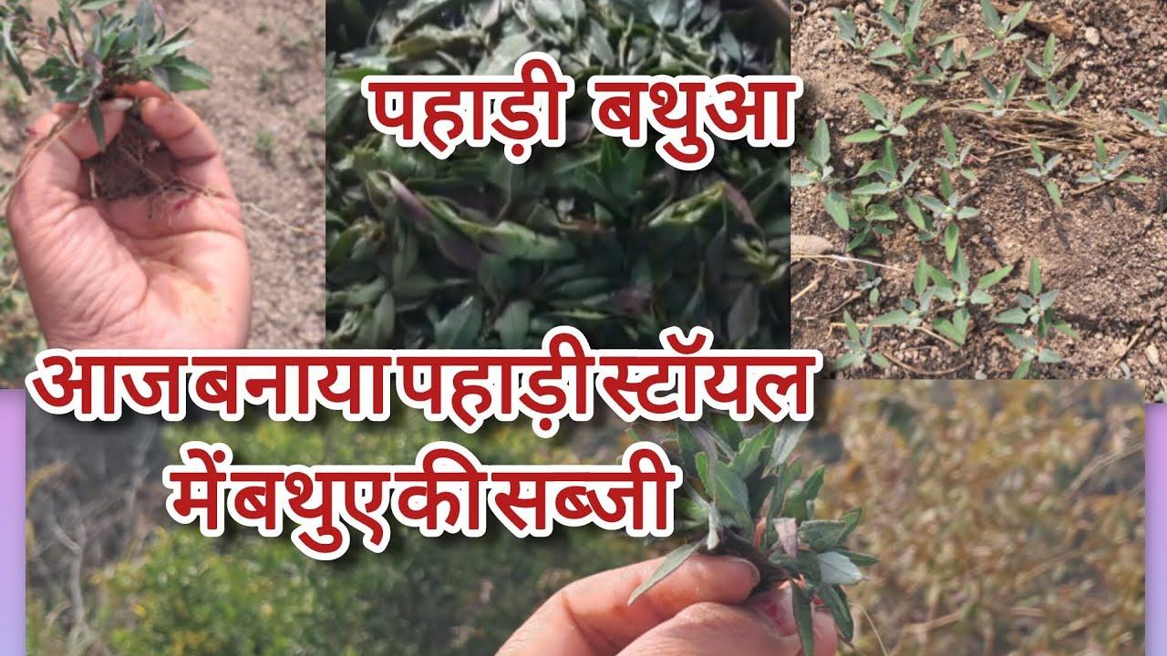 ऐसी बनाओ बथुए की सब्जी | पूरा परिवार बोलेगा वाह क्या स्वाद है. #officialishupahadivlog