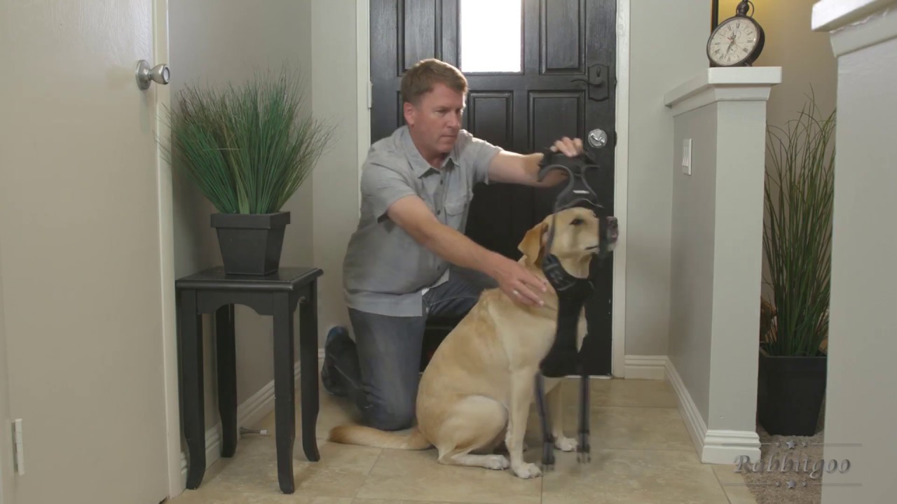 How To Wear A Rabbitgoo No Pull Dog Harness