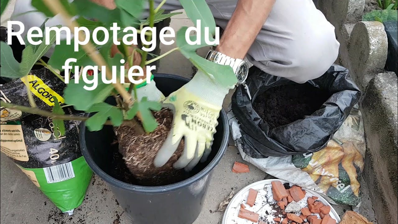 Rempotage du figuier fig