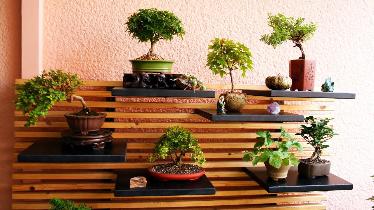 POPULAR BONSAI TREES IDEAS FOR AMAZING BONSAI GARDEN | BEST BONSAI TREE TYPES FOR UNIQUE ZEN GARDEN