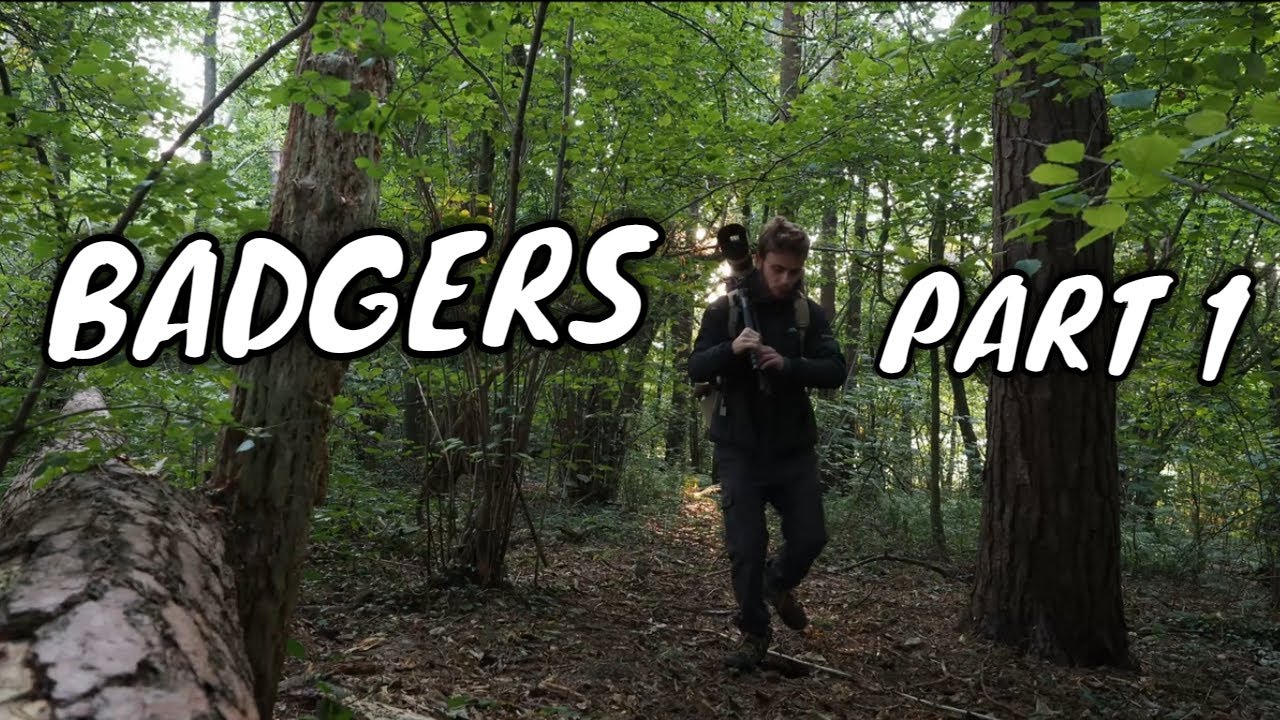 BADGERS | A Wildlife Vlog - Part 1