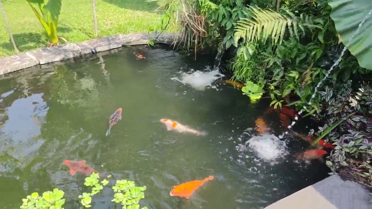 koi Philippines, Koi problems #livinginthephilippines #retiringinthephilippines #koifish #koi