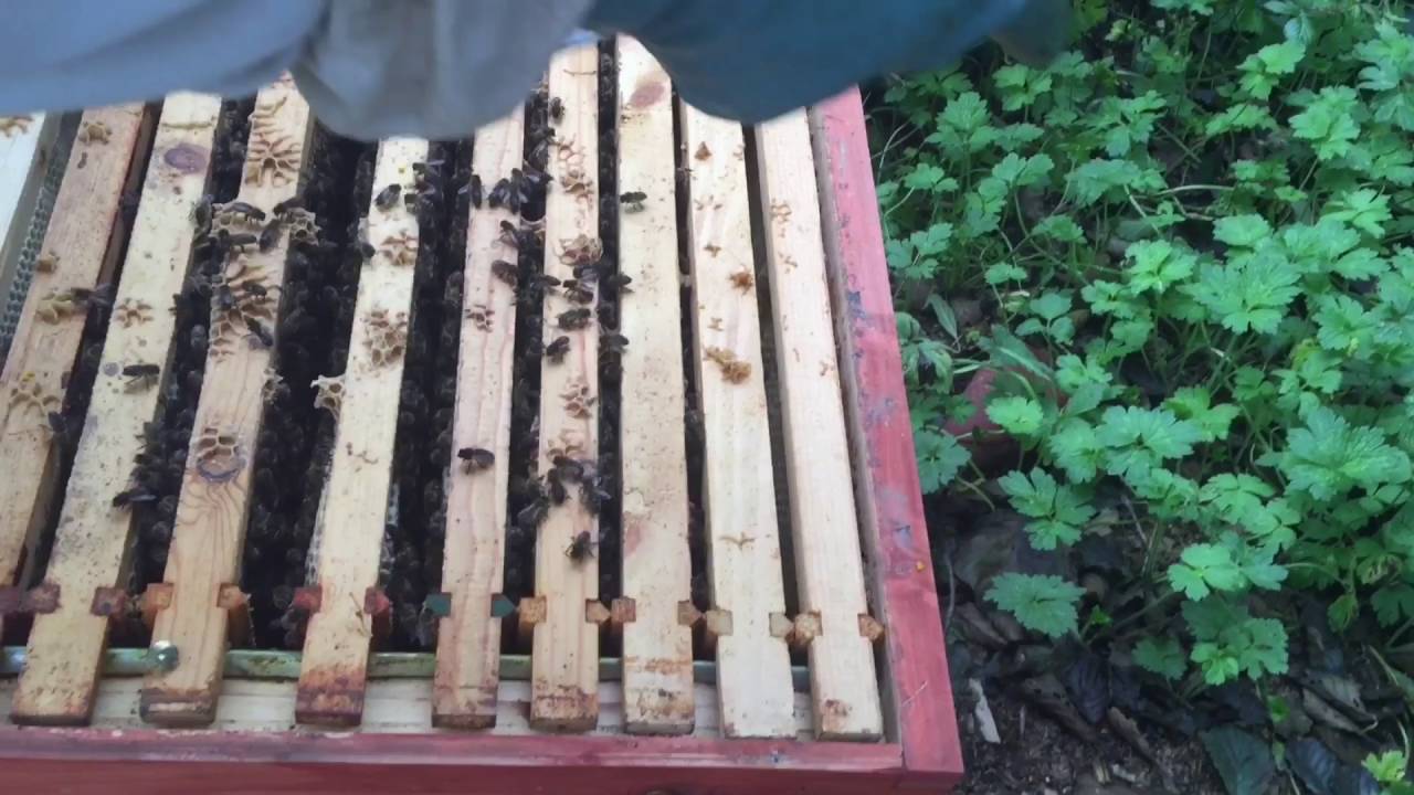 Irish Beekeeper and his Bees
