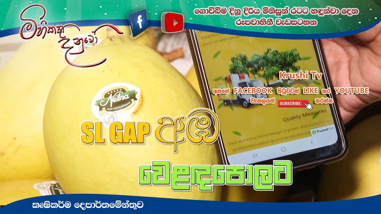 Mihikatha Dinuwo TV Program | SL GAP අඹ වෙළදපොලට | 2021 04 23 | Krushi Tv
