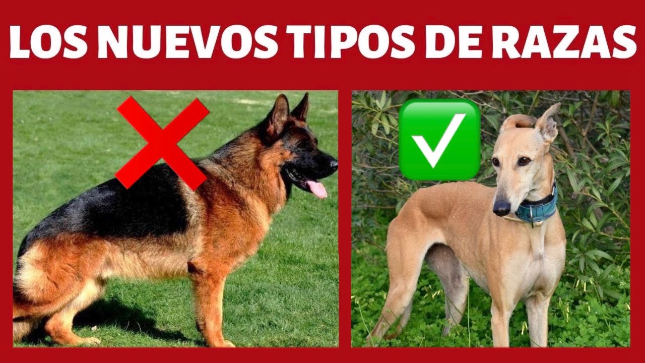 ESTOS son los 2 NUEVOS TIPOS DE RAZA de PERRO 😱 ► PROBLEMAS en las RAZAS ACTUALES ❌