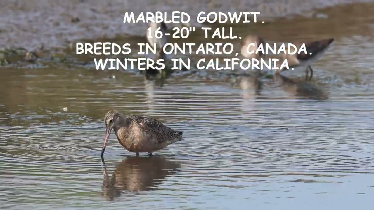 SBNWR | Birds of the Wetlands