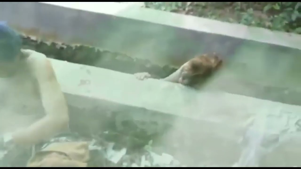 Dalijo Angkring Mercon Catur Sajuga