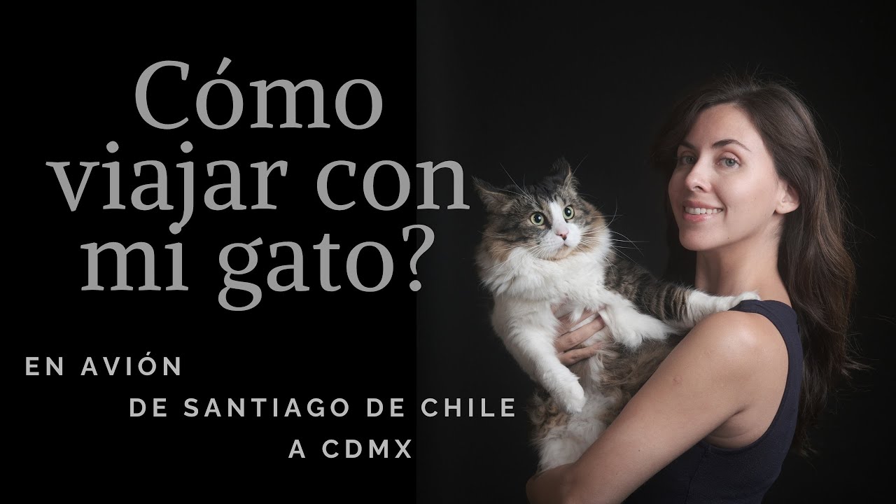 Cómo viajar con mi gato? En avión de Santiago de Chile a Ciudad de México. Tips