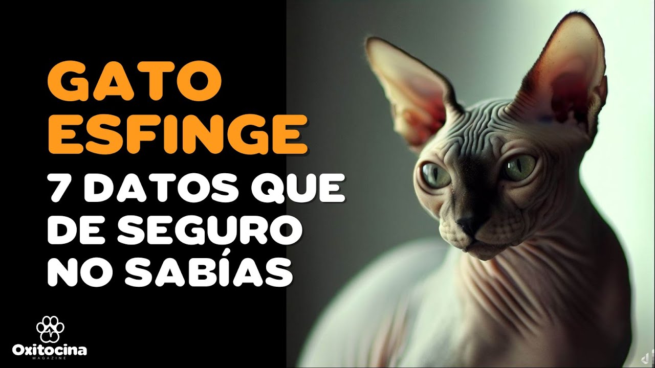 7 COSAS QUE DEBES SABER SOBRE EL GATO ESFINGE