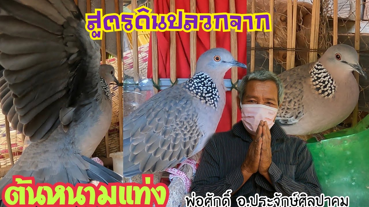 เยี่ยมเซียนนกเขาใหญ่.. สูตรดินปลวกจากต้นหนามแท่ง…