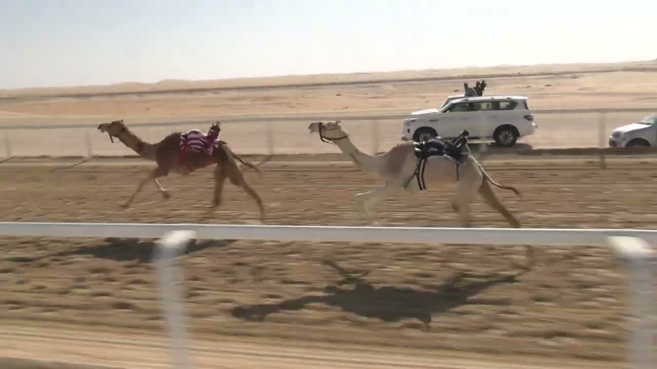 الشوط  12 ☆(   شواهين ) للسيد : غلام محمد ابوشنب توقيت 1.51.00