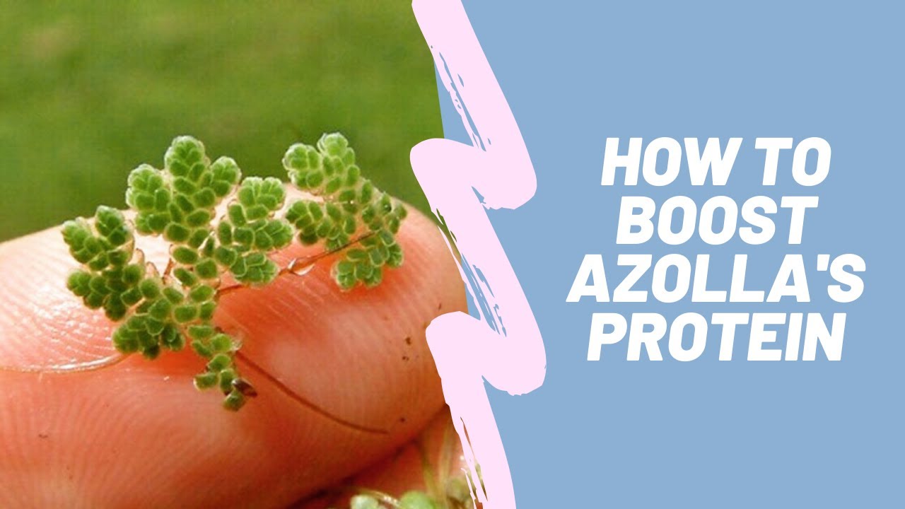Azolla : Boost % of Azolla's Protein Contents || Facts, Short & Details.