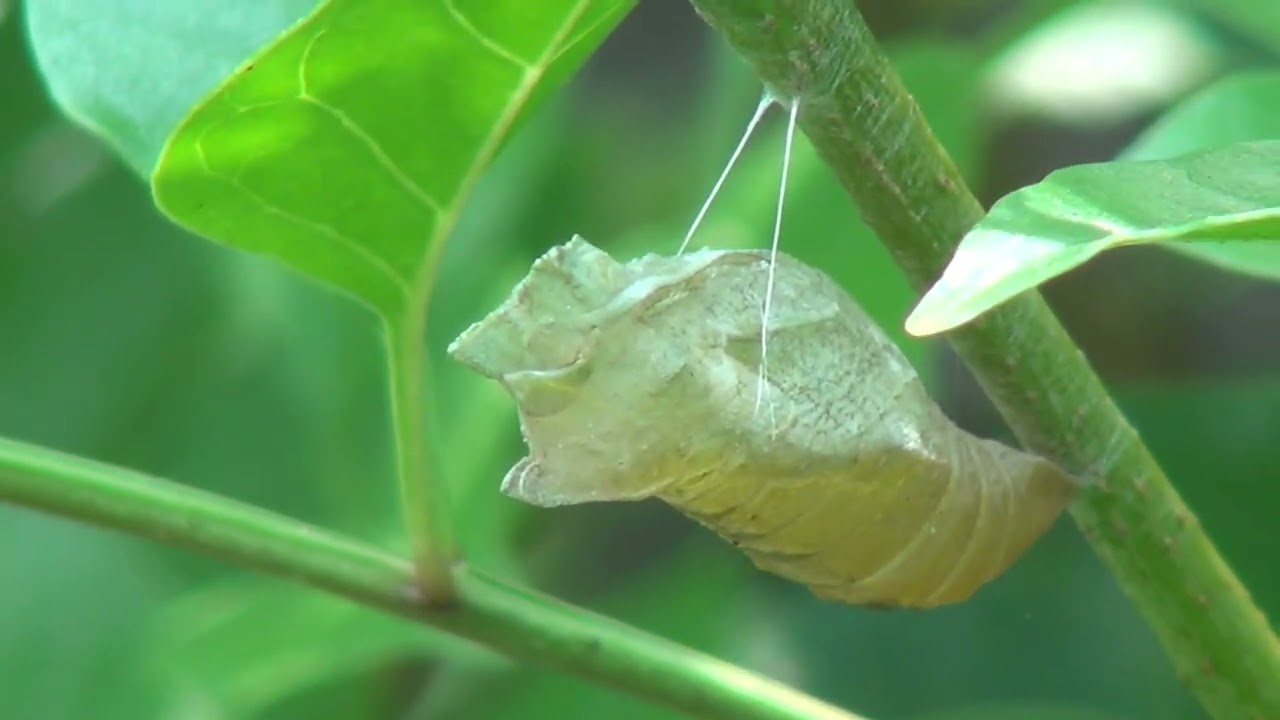 Fraxinus Griffithii シマトネリコ