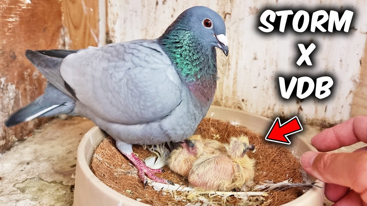 Last Round Of Pigeon Team ( Plus Race Results )