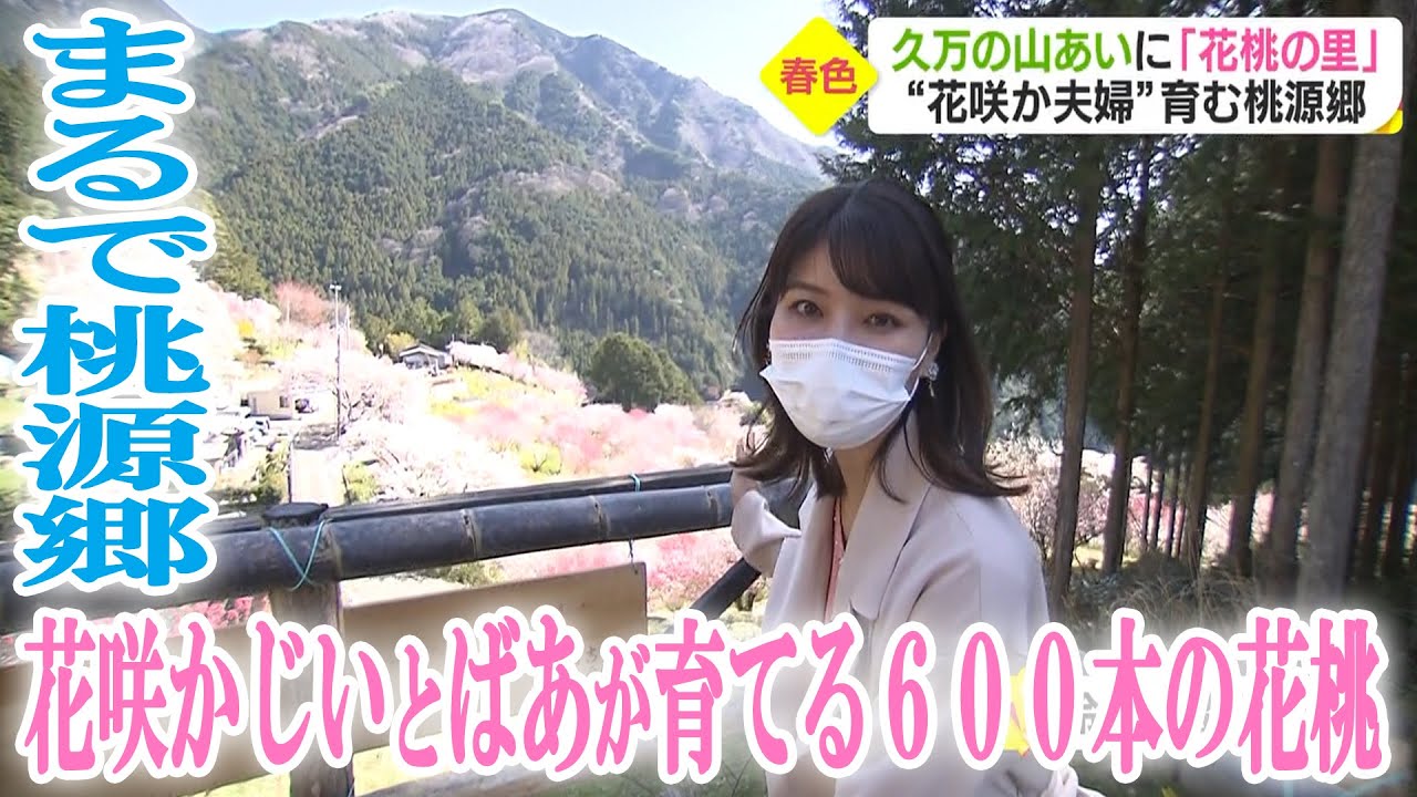 【まるで桃源郷】中津の花咲かじいとばあが育てる６００本の花桃