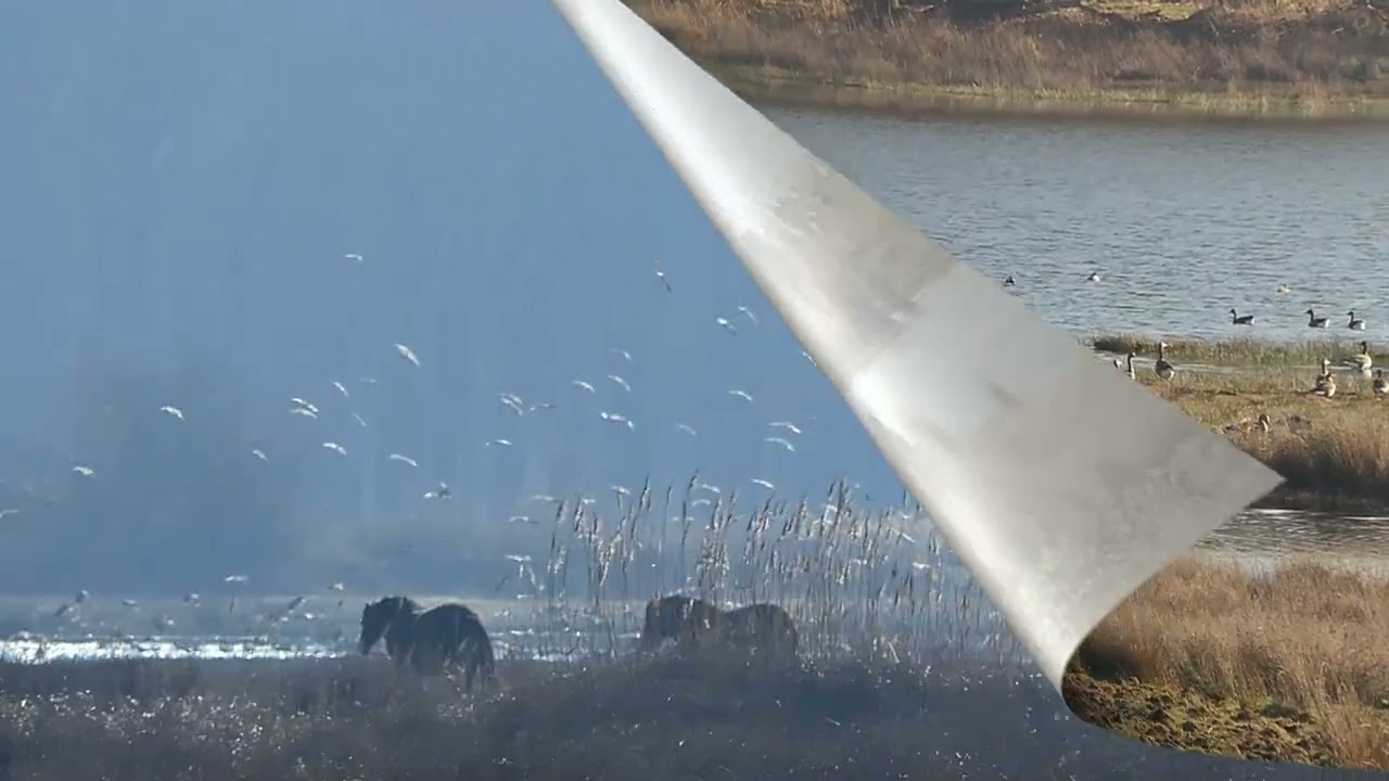Fraaie wandeling door Weerterbos in Nederweert met oa door water klossende paarden en goud en appelv