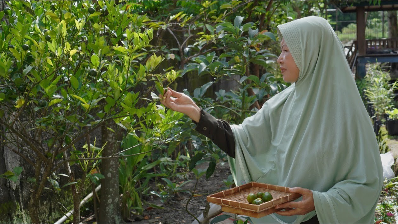 Memetik Jeruk di Kebun, Memancing Ikan | Makan Dengan Tumis Kangkung, Lele Goreng dan Sambal Tomat