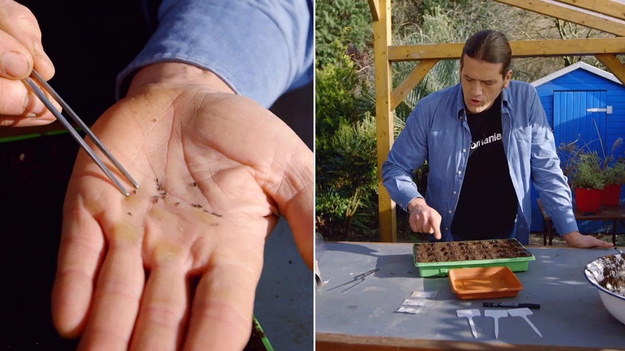 C&oacute;mo hacer un semillero de hortalizas - Bricoman&iacute;a - @Jardinatis