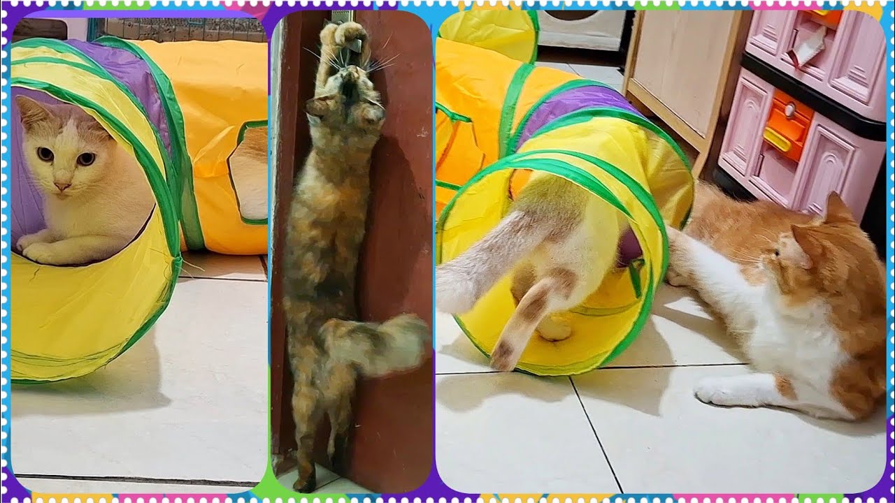 @cc.cutecats CUTE CATS : Tunnel Toy || Trying to Open the Door  #cat #cutecat #funnycats #song 