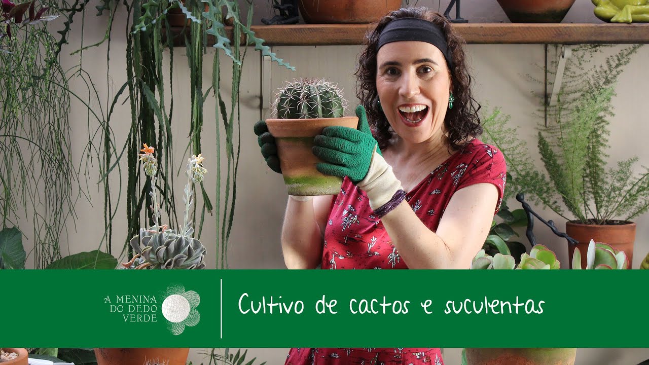 Como Cultivar Cactos e Suculentas | Nô Figueiredo