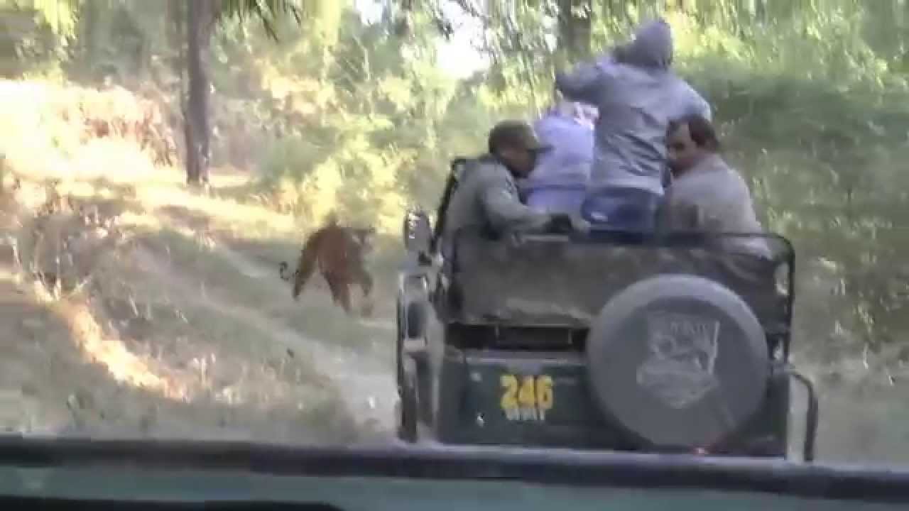 Kanha National Park - India - AM Safari #2 - Tiger Encounter - 21 November 2014