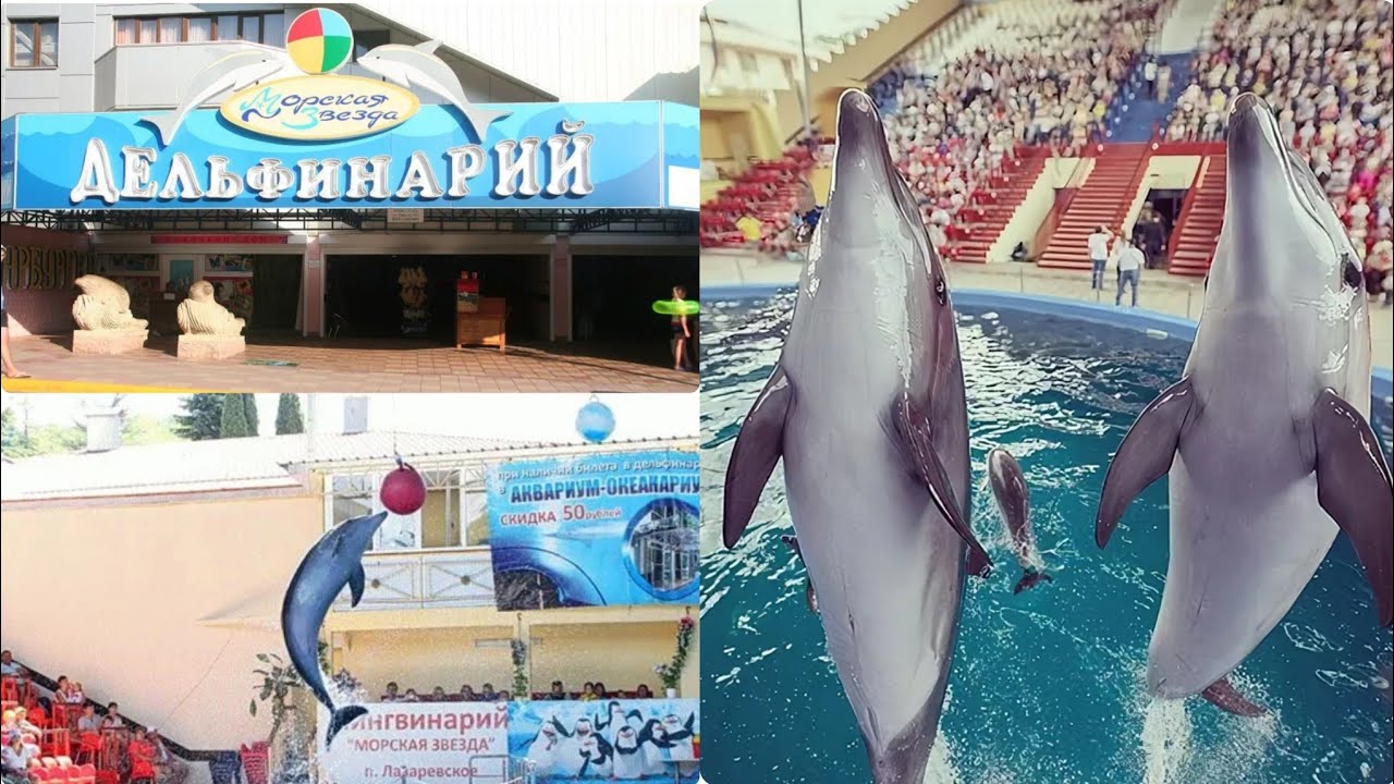 Лазаревское, дельфинарий 