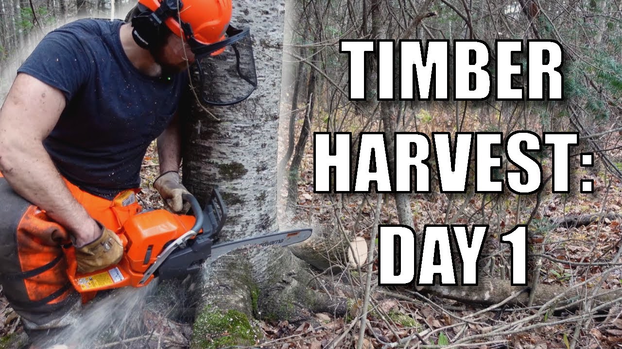 The First Day of Timber Harvest on the Woodlot