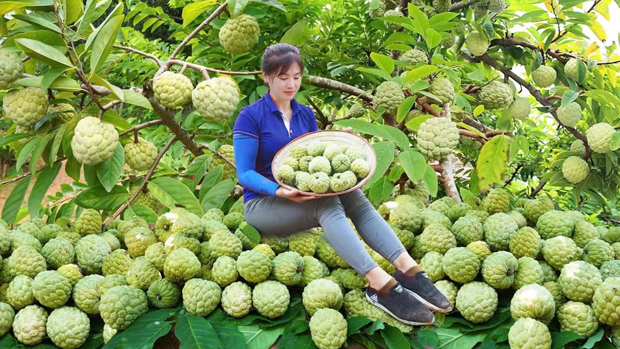 Harvesting Custard Apple Fruit Goes To Market Sell, Woodworking Make Bowl Shelf