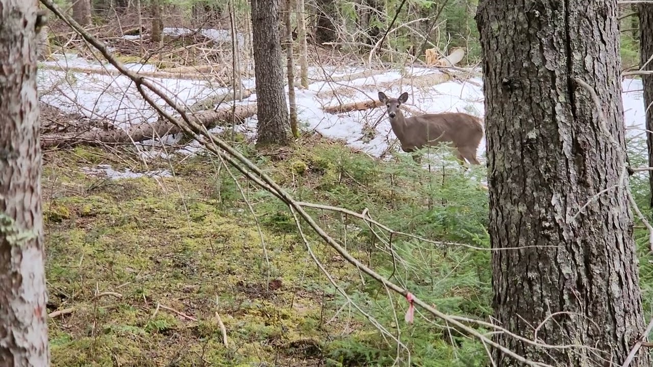 Adirondack deer come over for a look