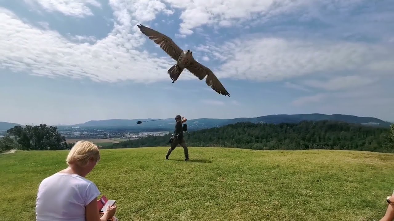 Adlerwarte Kreuzenstein Leobendorf | Eagle Station | Eagle Show |
