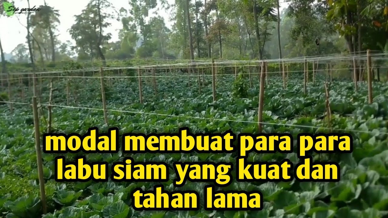 PARA PARA LABU SIAM & JARAK TANAM