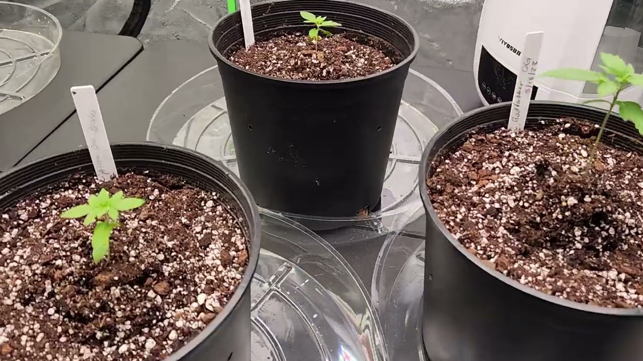 grow op